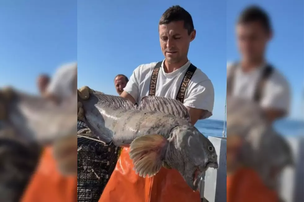 There’s Nothing Quite as Ugly & Vicious as This Wolffish Caught in Maine