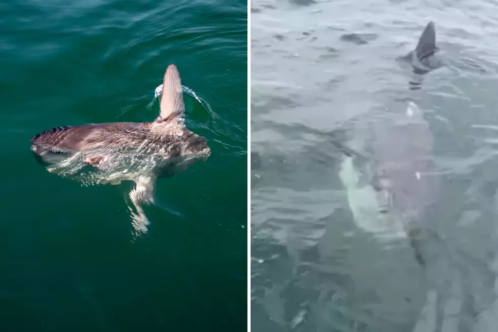 Stunning Video of an Ocean Sunfish Off the Coast of Maine