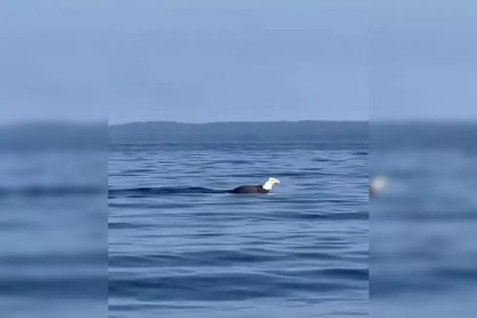Stunning Video Captures Bald Eagle Casually Swimming in Maine Lake