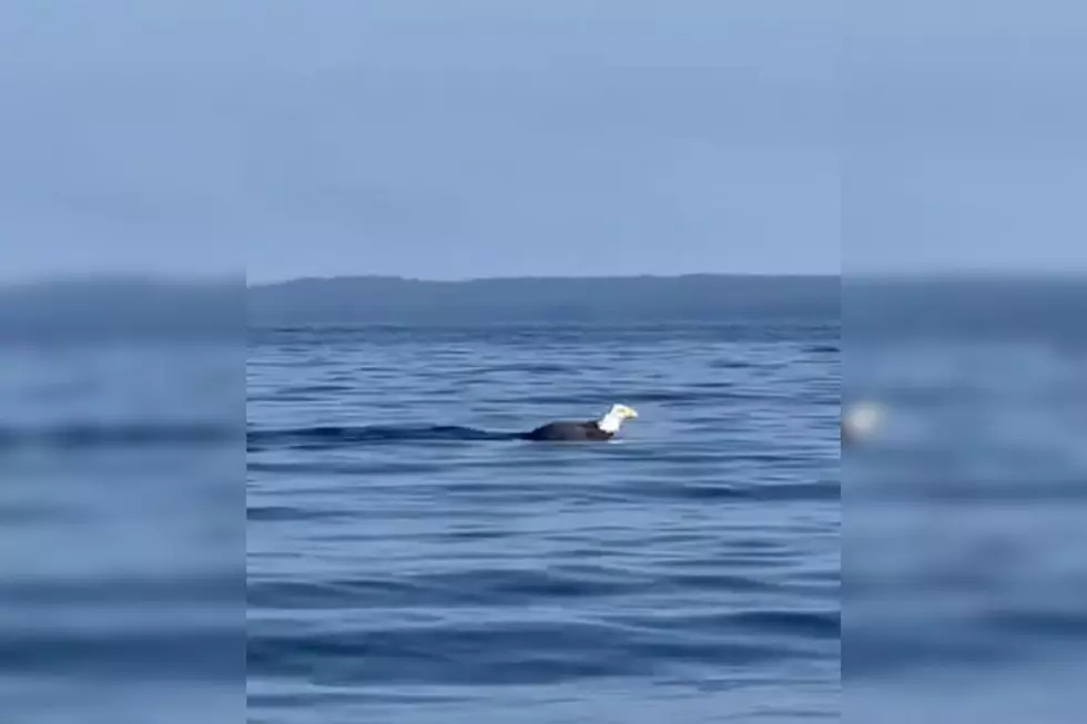 Stunning Video Captures Bald Eagle Swimming in Maine Lake