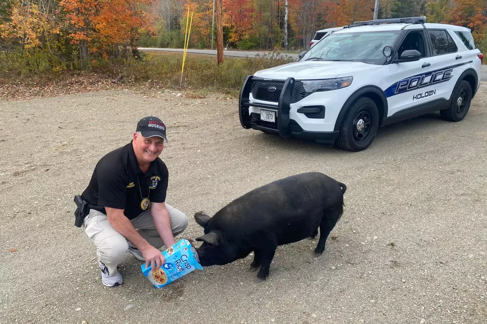 Big Pig Leads This Maine Police Department on 'Insane' Foot Chase