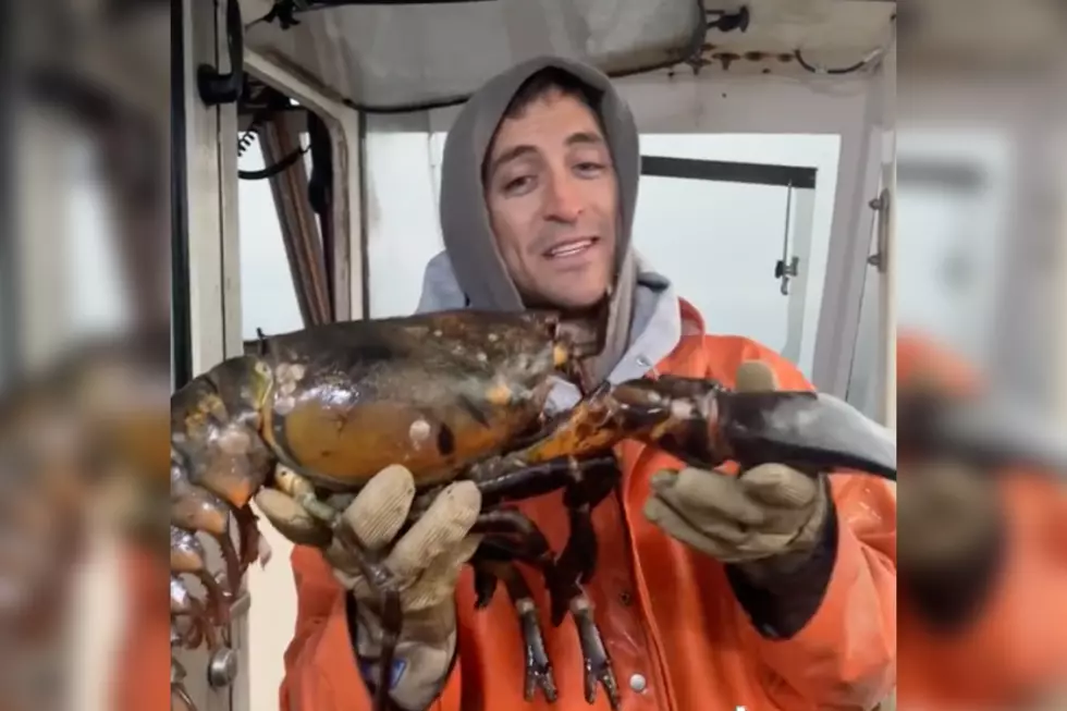 Huge Monster Lobster Caught in Maine is Pushing 100 Years Old