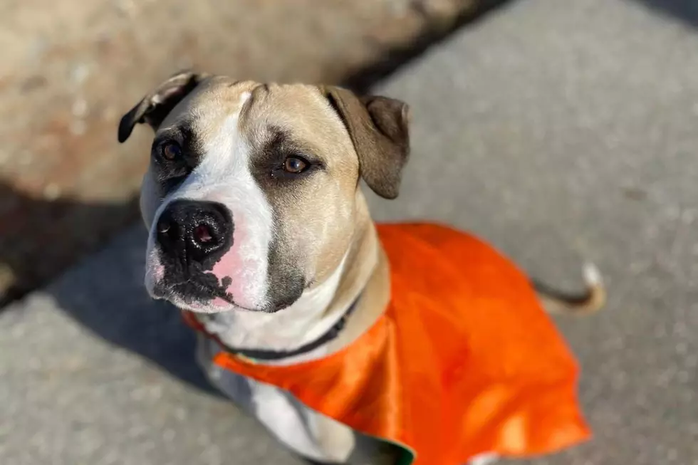 Sweet Dog in a Maine Shelter for Months Looking for Forever Home