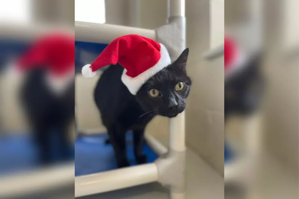 12-Year-Old Maine Cat in a Shelter for Over 4 Months Needs a Forever Home