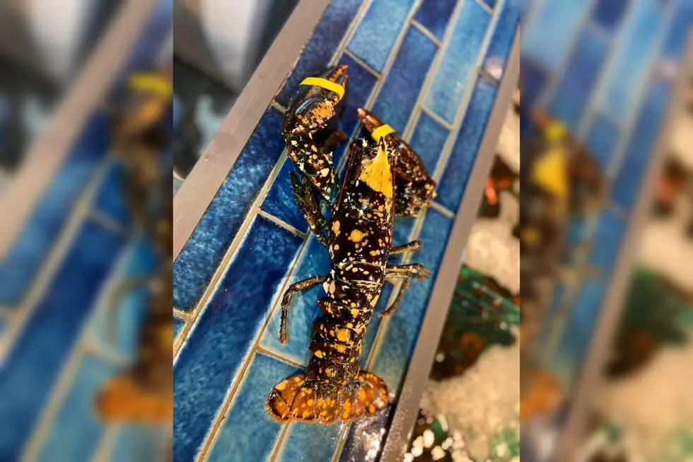 A Rare, Yellow-Speckled Maine Lobster Caught is a 1 in 30 million Find