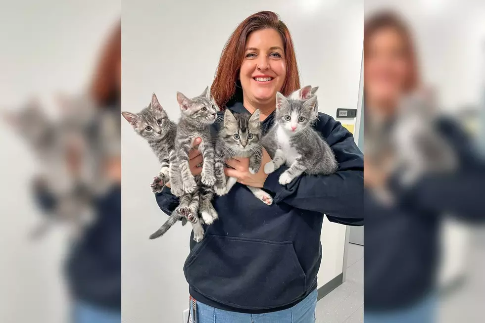 Rescued Kittens in Maine Looking for Forever Homes for Christmas