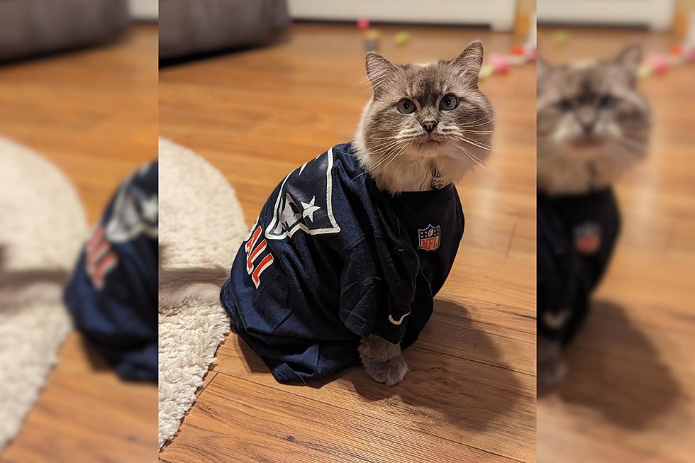 Pets Pride Reign the Cat Is King in a New England Football Jersey