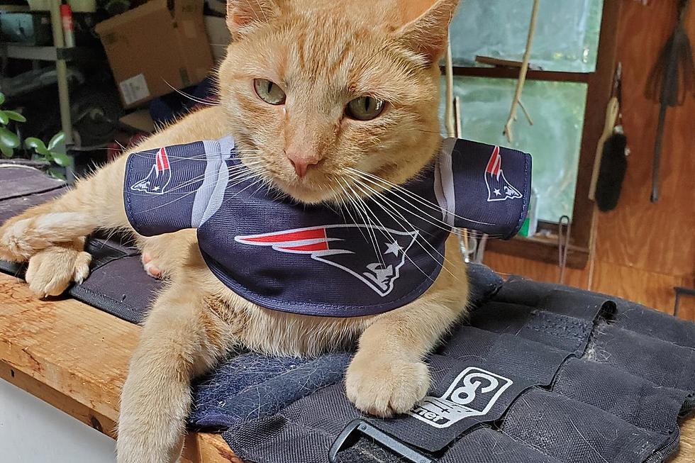 Pets Pride: Astrid the Cat Loves to Swipe New England Footballs