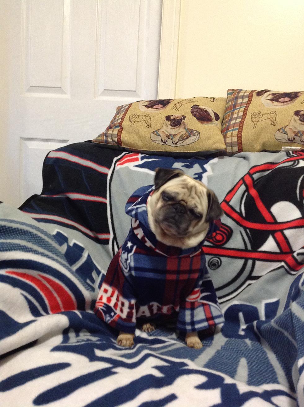 Pets Pride: Adorable Pug Rosie Is Decked Out in a Cozy New England Football Outfit