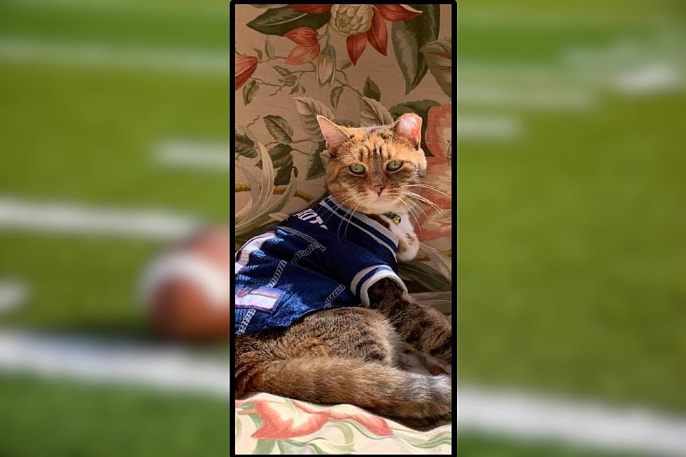Pets Pride: This Maine Kitty Love to Hang and Watch New England Football