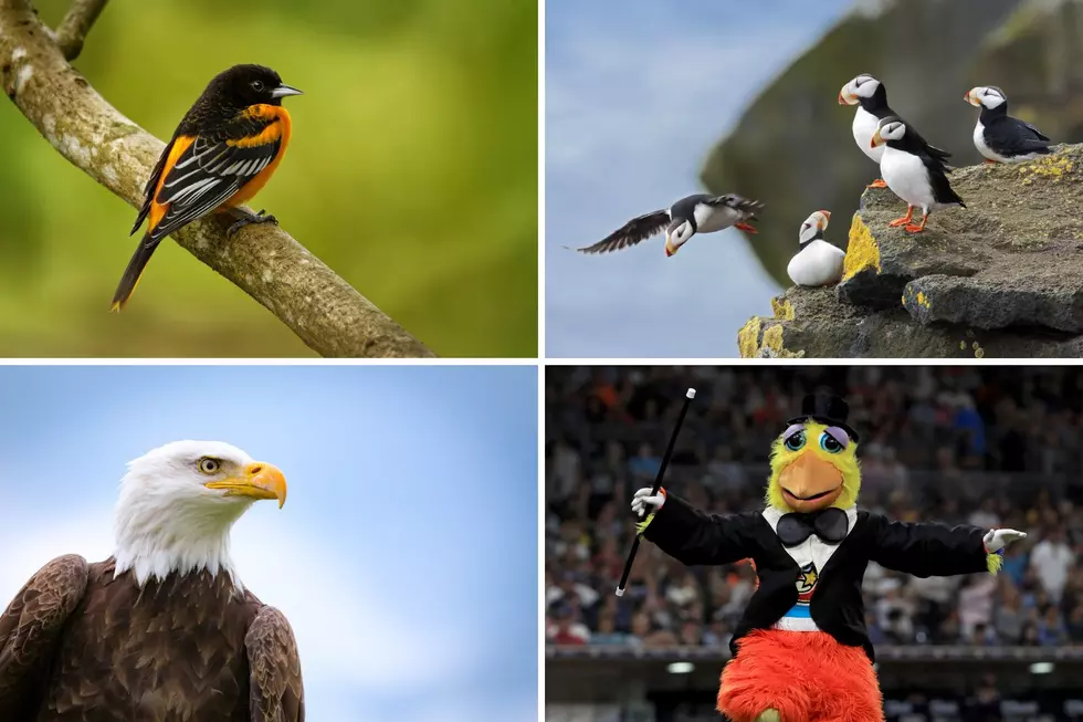 Maine&#8217;s State Bird Falls Short: 20 Feathered Contenders Who Could Soar