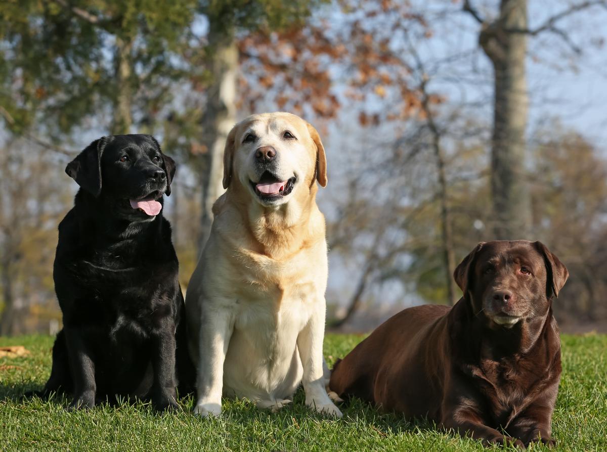 Labrador Retriever Named the Most Popular Dog Breed in Maine