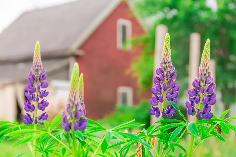 Maine Ranks as One of the Most Rural States in America