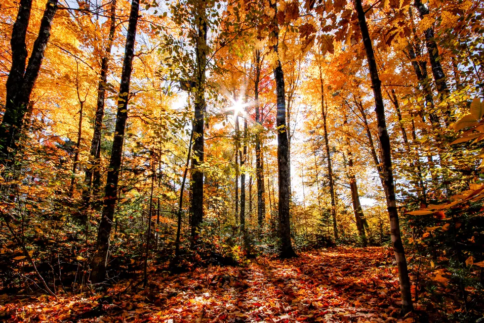 Maine Foliage 2026: Peak Colors Are Spreading Across the State