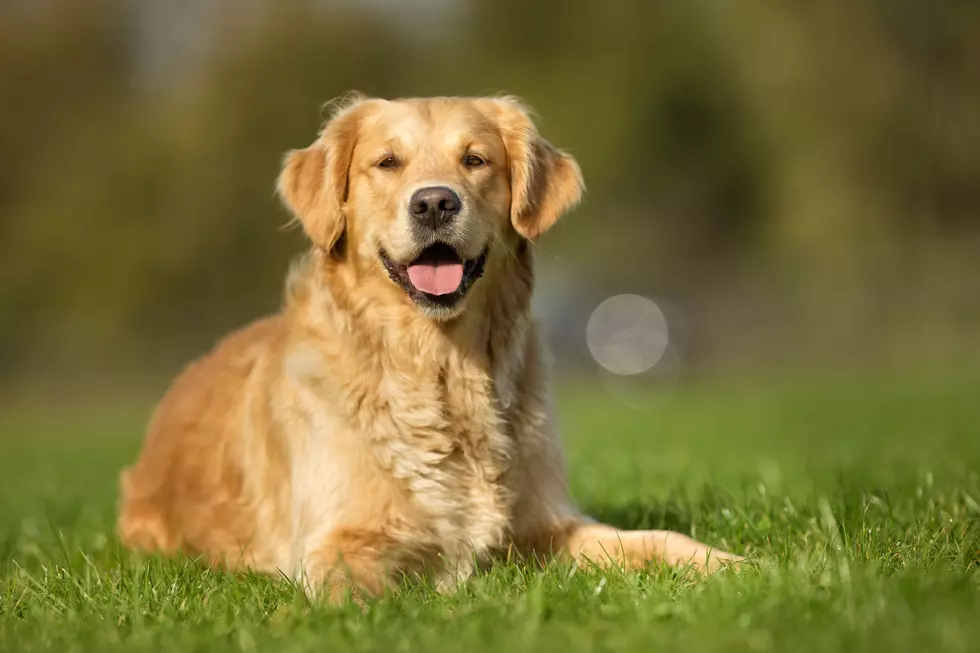 Maine’s Most Popular Dog Breed Is the Lovable Golden Retriever