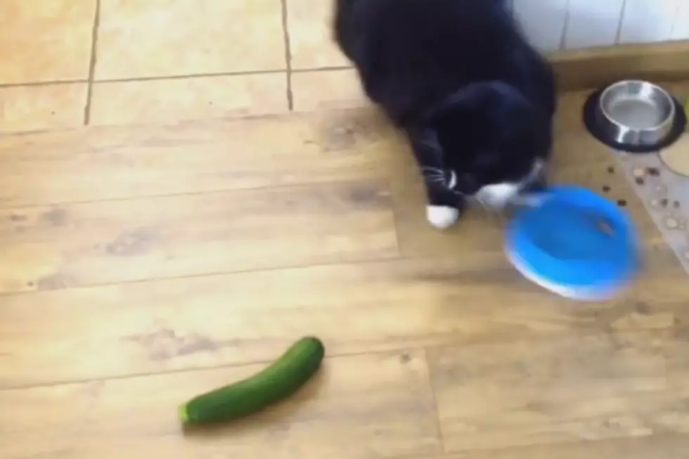 Cats Vs. Cucumbers  [VIDEO]