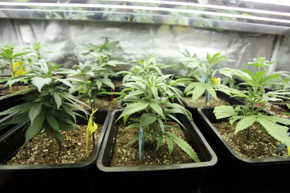 Legal Marijuana Will Finally Be Grown in New Hampshire