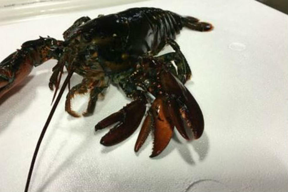 Four-Clawed Lobster Found at Ready Seafood in Portland