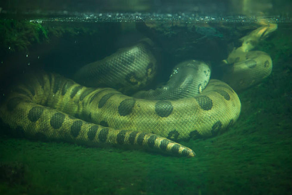 It’s Official – We Know 100% What Kind of Snake Belongs to the Giant Snake Skin