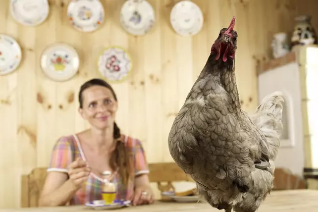 There&#8217;s a 2017 Calendar Featuring Maine&#8217;s &#8220;Sexiest Chickens&#8221;