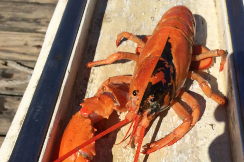 Feeding The Force? Check Out This “Darth Maul Lobster” Caught Off The Coast Of Maine