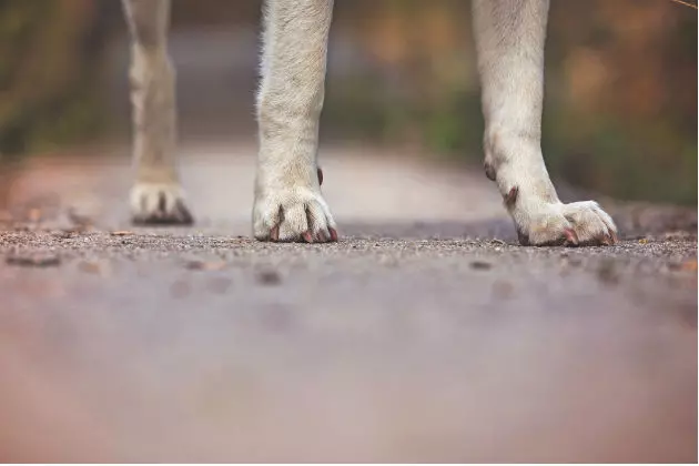 There&#8217;s a &#8220;Three-Legged Ghost Dog&#8221; Roaming The Shores Of Loon Pond In Acton, Maine Looking For His Lost Leg