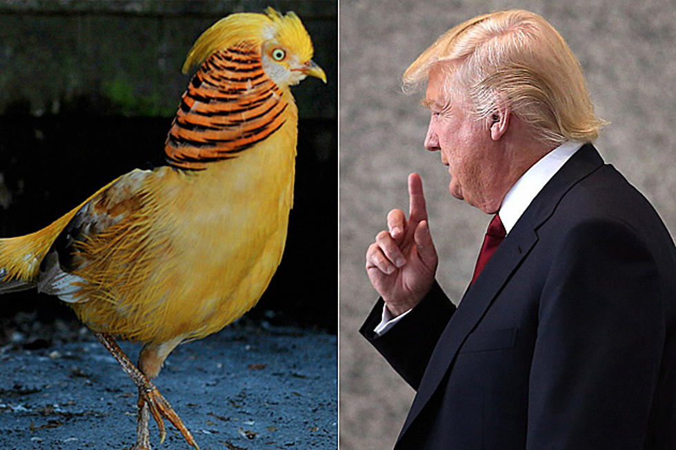 Trump Bird In Maine