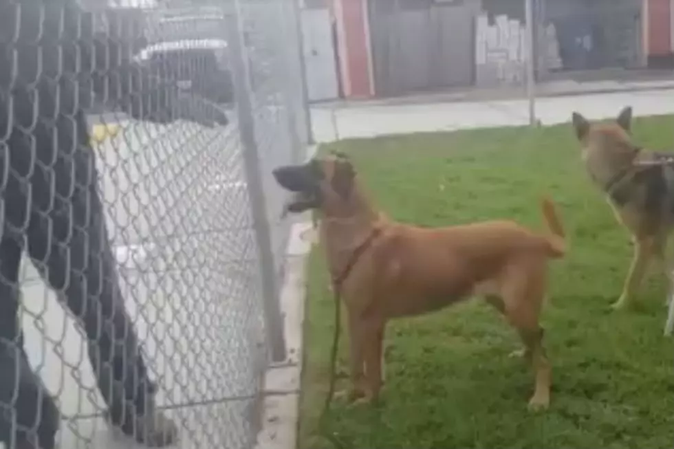 WATCH: Savage Family Leaves Their Dog At Animal Shelter, Gets Crushed On Social Media