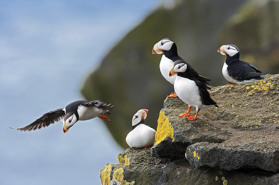 LIVE STREAM: Watch Puffins Hang Out Off the Coast of Rockland