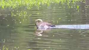 Bald Eagle Goes for a Swim in the Kennebec