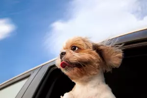 New Bill Would Ban Dogs From Sticking Their Heads Out the Window in Maine