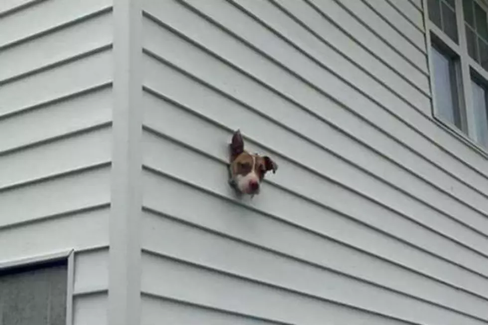 AMAZING PHOTO: Rambunctious Dog Chews Through Dryer Vent In New Hampshire Home