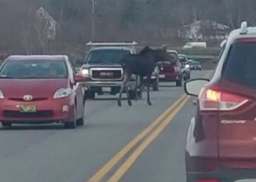 There’s a Very Furry Reason for the Traffic in Belfast This Morning…