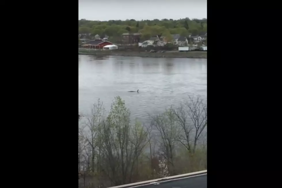 WATCH: Someone Took Video Of A Monster Floating In The Penobscot River But It’s Probably Just A Tree