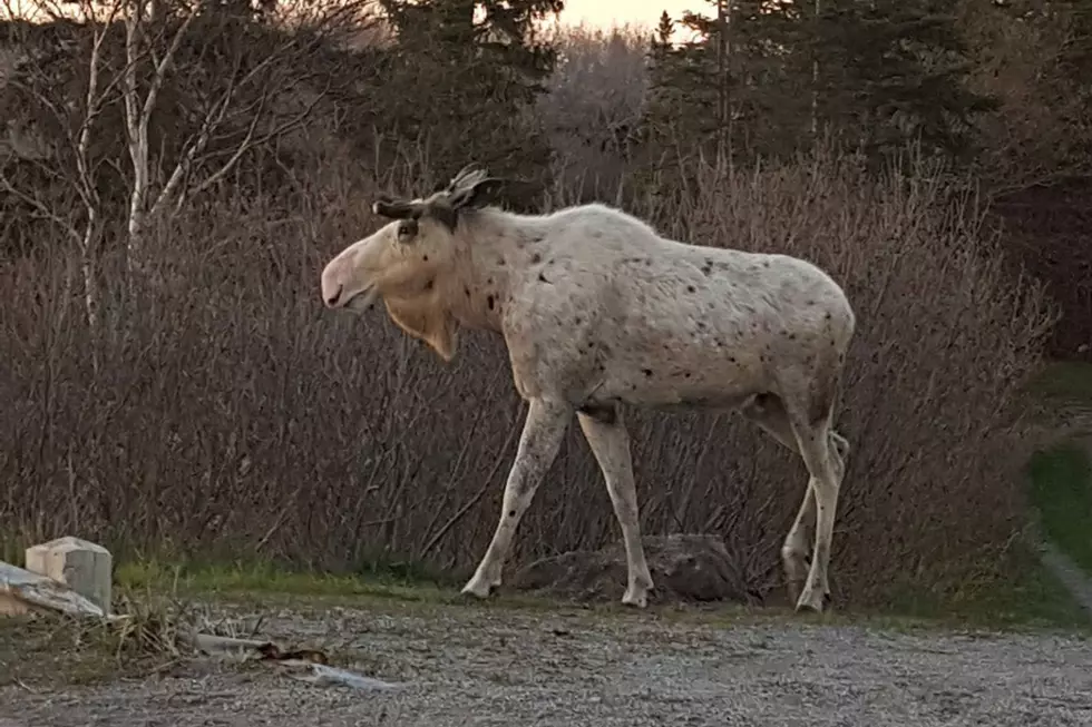 WATCH: Rare Albino Moose