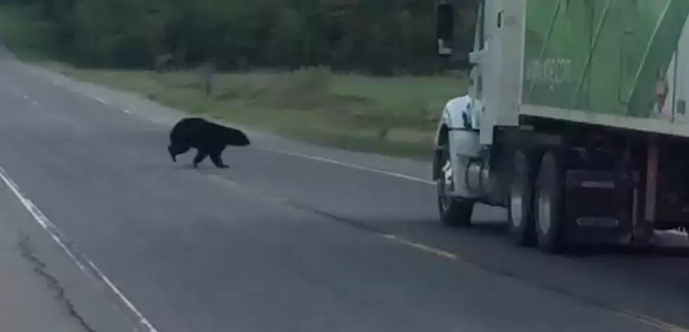 Watch This Black Bear Have An EXTREMELY Close Call With A Truck [VIDEO]