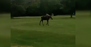 Ever Had A Moose Crash Your Golf Game? See How It Works Out For These Guys&#8230;