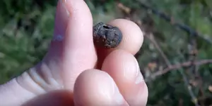 Zombie Blueberries? The Disease That&#8217;s Threatening Maine&#8217;s Most Iconic Fruit