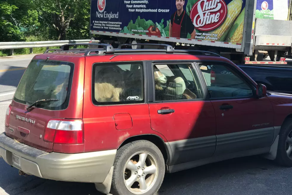 Someone From Maine Found A Really Interesting Way To Transport A Goat