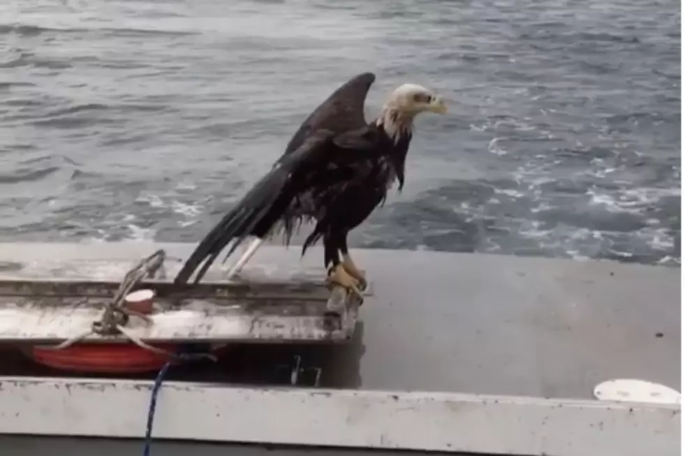 WATCH: Amazing Rescue of Drowning Bald Eagle by Lobstermen Off the Coast of Maine