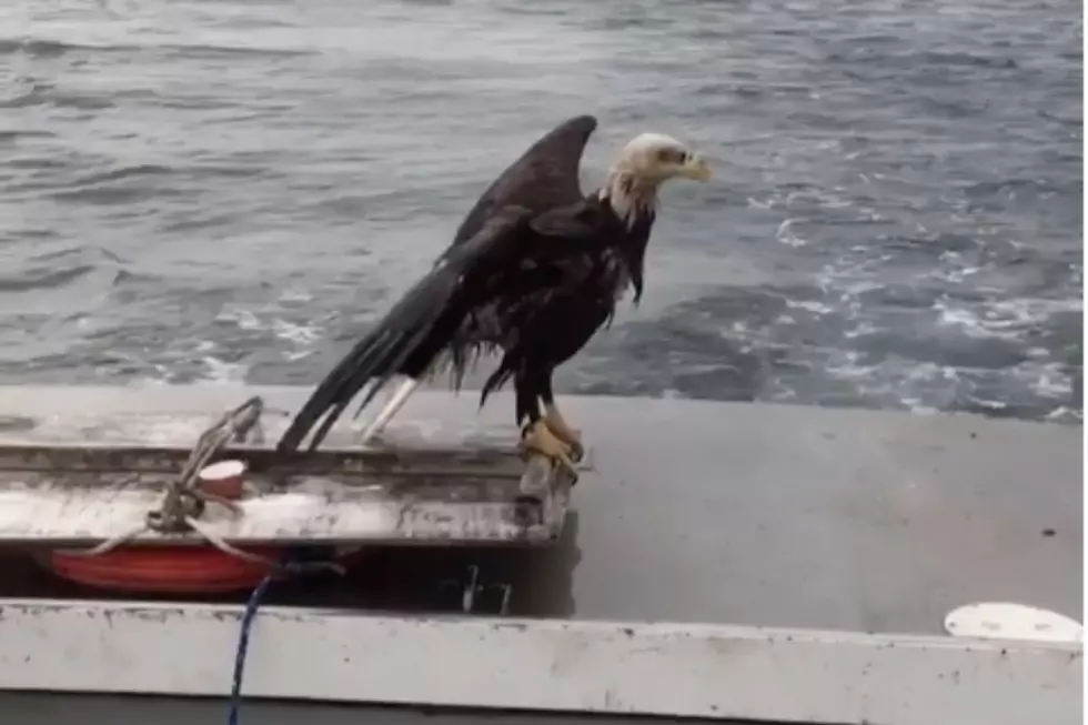 Bald Eagle Rescue