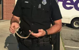 Ever Had a Snake Stuck in Your Car? Here&#8217;s What Happened to an Auburn Resident&#8230;