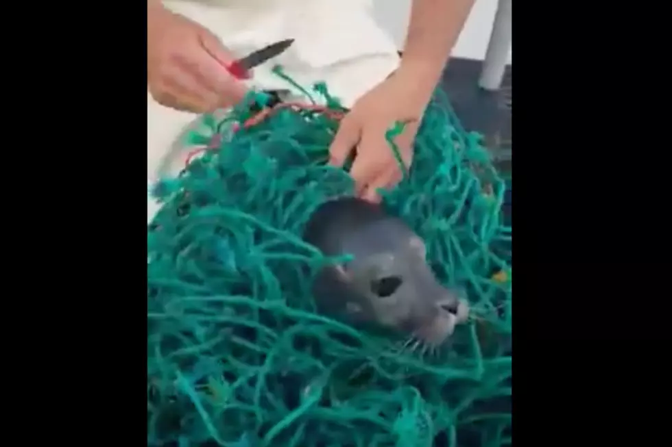 WATCH: Two Fisherman From Maine Rescue Seal Entangled In A Fishing Net