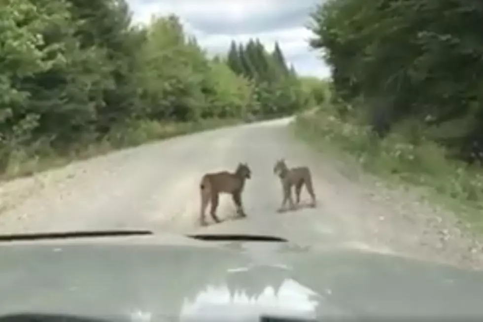 WATCH: Rare Video Of Two Lynx Coming Face To Face In Northern Maine