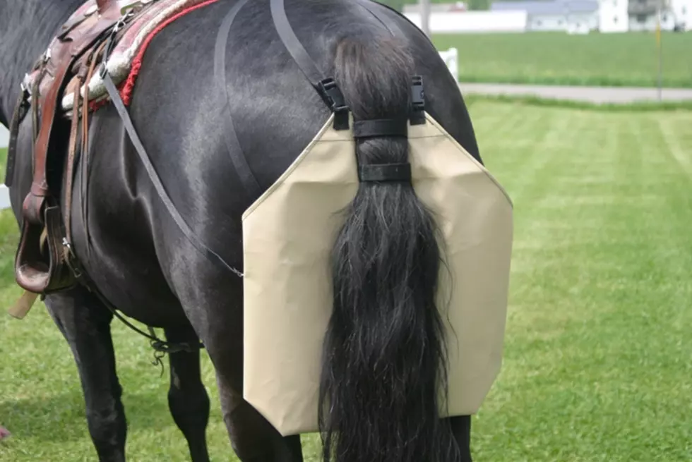 Old Orchard Beach Hoping To Force Horses To Wear Diapers While Walking The Beach