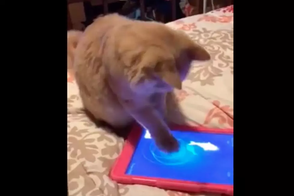 WATCH: This Adorable Maine Coon Kitten Playing On An iPad Is The Happiness We All Need