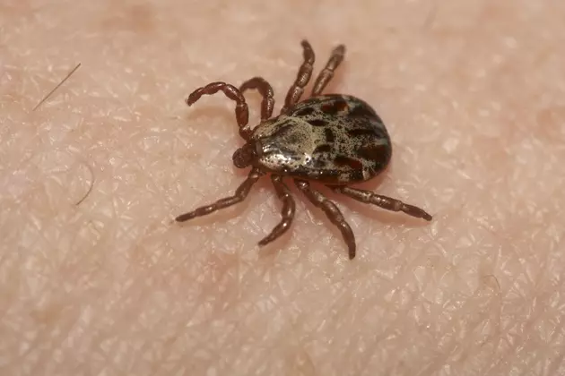 Cases of Another Tick-borne Illness on a Sharp Rise in Maine