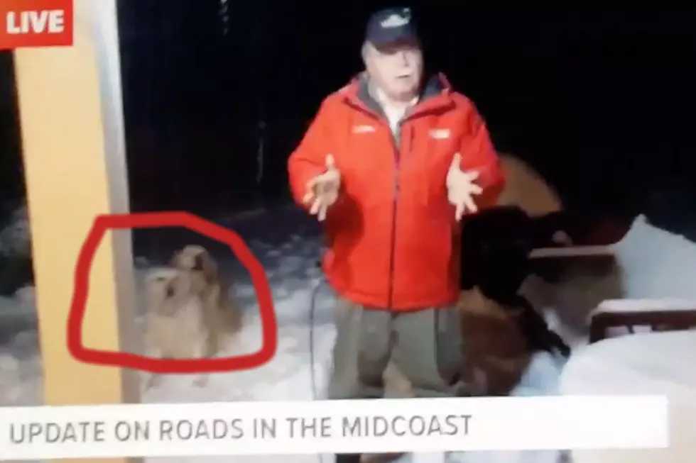 Maine Newscaster Flawlessly Delivers Report As Dogs Get It On Next To Him