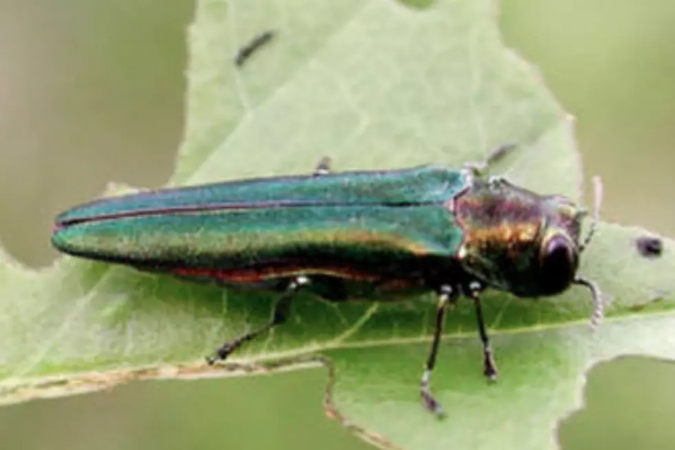 A New, Invasive Insect Poses Serious Threat To Ash Trees In Maine