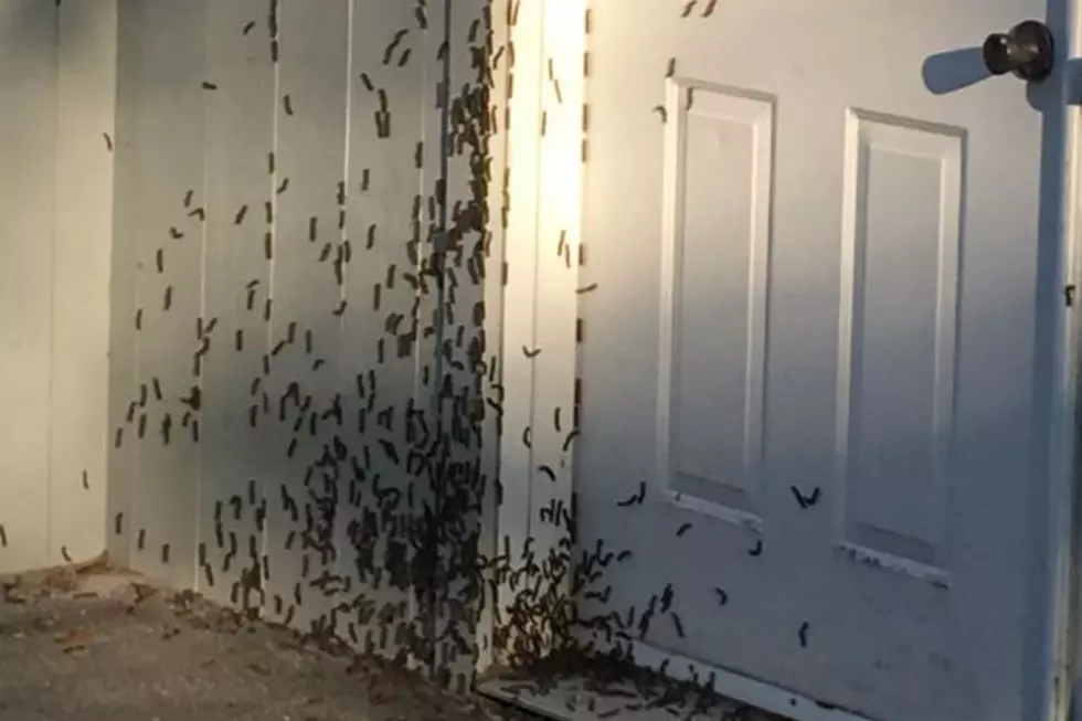 A Surge Of Caterpillars Are Making One Maine Town Look Like A Horror Movie